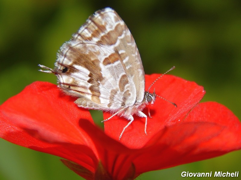 Cacyreus marshalli : l''invasione